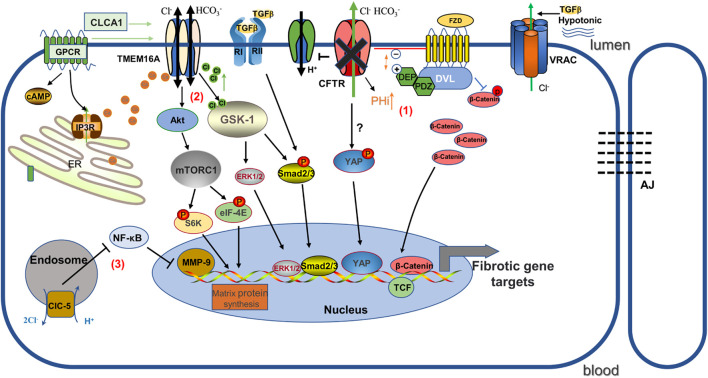 FIGURE 1