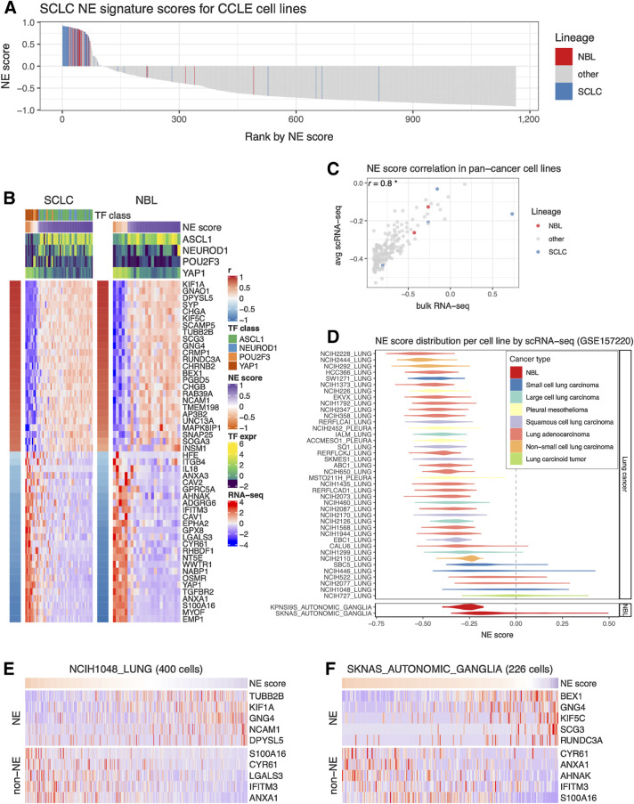 Figure 2. Inter- and intra-cell line NE heterogeneity. A, Inter-cell line NE heterogeneity. NE scores for CCLE pan-cancer cell lines were ranked from high to low. SCLC and neuroblastoma lines were highlighted by colors. Although most of the SCLC and neuroblastoma lines have high NE scores, a few of them also have low NE scores. B, Consistent gene expression pattern for SCLC NE signature genes observed for SCLC and neuroblastoma cell lines. Cell lines are in columns. Red/blue column left to the heat map annotates the correlation between the gene expression and NE score; the expression of SCLC driver TFs and NE scores was annotated above the heat map. SCLC lines were further classified into four TF classes. C, Average NE scores from scRNA-seq data align well with NE scores from bulk RNA-seq data for pan-cancer cell lines. D, Distribution of NE scores for lung cancer and neuroblastoma cell line–based scRNA-seq data. Intra-cell line NE heterogeneity. High- and low-NE score cells are found to coexist within the same SCLC cell line NCI-H1048 (E) or neuroblastoma cell line SKNAS (F). Single cells are in columns. Because of the high dropout rate of scRNA-seq data, only the top abundantly expressed genes are visualized.