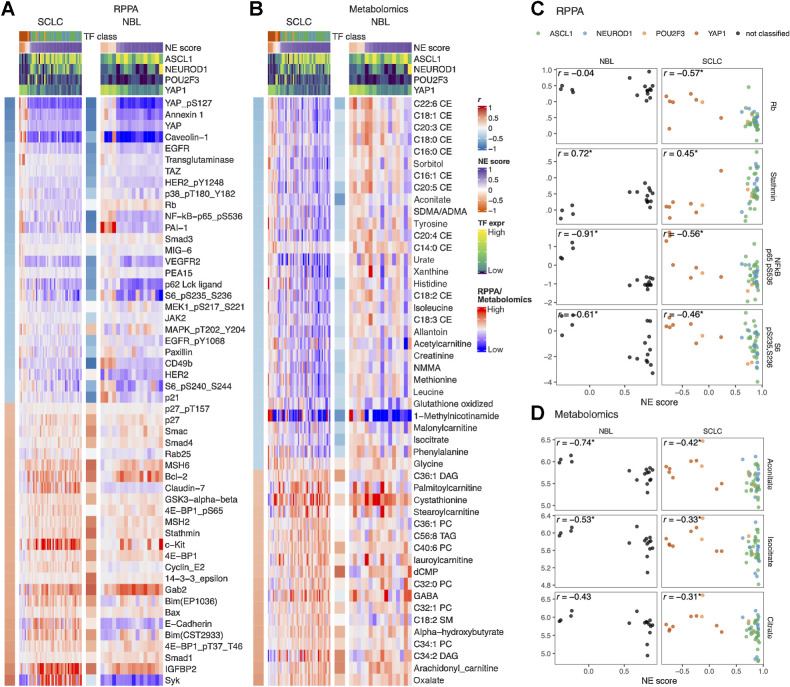 Figure 5. NE score–associated protein and metabolic features are largely consistent in SCLC and neuroblastoma cell lines. Heat maps visualizing the relationship between NE scores and selected functional proteomic feature (A) or metabolites (B). In each heat map, the left-side column denotes the Pearson correlation between the selected feature on the row and the NE score. The top colored rows denote NE scores and SCLC TF expression. The features were selected on the basis of NE score correlation from the SCLC cell lines, adjusted P value (P.adj) < 0.05 was used to select RPPA features and P.adj < 0.1 was used to select metabolic features. Note that although the selection was made from SCLC cell lines, a very similar pattern could be observed in neuroblastoma cell lines. Scatterplots visualizing the relationship between selected RPPA (C) and metabolic (D) features and NE scores in neuroblastoma and SCLC cell lines.