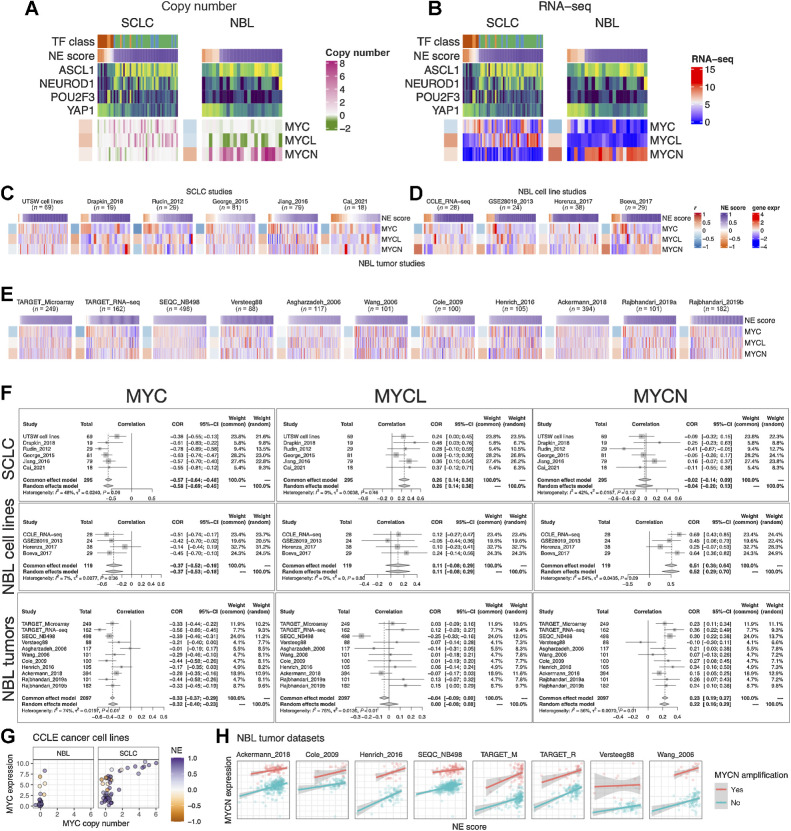 Figure 4. NE score association with members of the Myc oncogene family in SCLC and neuroblastoma. Copy number (A) and RNA expression (B) of Myc family genes in SCLC and neuroblastoma cell lines. Note that although MYC amplification was higher in the high-NE-score SCLC cell lines, its gene expression was higher in the low-NE-score cell lines for both SCLC and neuroblastoma lines. Frequent MYCL loss was found in neuroblastoma because MYCL is located in a frequently deleted region (chromosome 1p) in neuroblastoma. C, NE score versus Myc gene member expression in SCLC studies. “UTSW cell line” is a cell line dataset; “Drapkin_2018” is a PDX dataset; “Rudin_2012,” “George_2015,” “Jiang_2016,” and “Cai_2021” are all patient tumor datasets. NE score versus Myc gene member expression in neuroblastoma cell line datasets (D) and tumor datasets (E). Note that some of the same cell lines were profiled in multiple studies. F, Forest plots visualizing meta-analysis of NE score association with Myc family genes. MYC expression is consistently associated with lower NE scores in SCLC and neuroblastoma samples (left). MYCL expression positively correlates with NE scores in SCLC but not neuroblastoma samples (middle). MYCN expression positively correlates with NE scores in neuroblastoma but not SCLC samples. G, Relationship between MYC copy number and gene expression in neuroblastoma and SCLC cell lines. Note that MYC amplification is only observed in SCLC cell lines. H, MYCN gene expression positively correlate with NE scores while controlling for MYCN amplification status in neuroblastoma patient tumors.