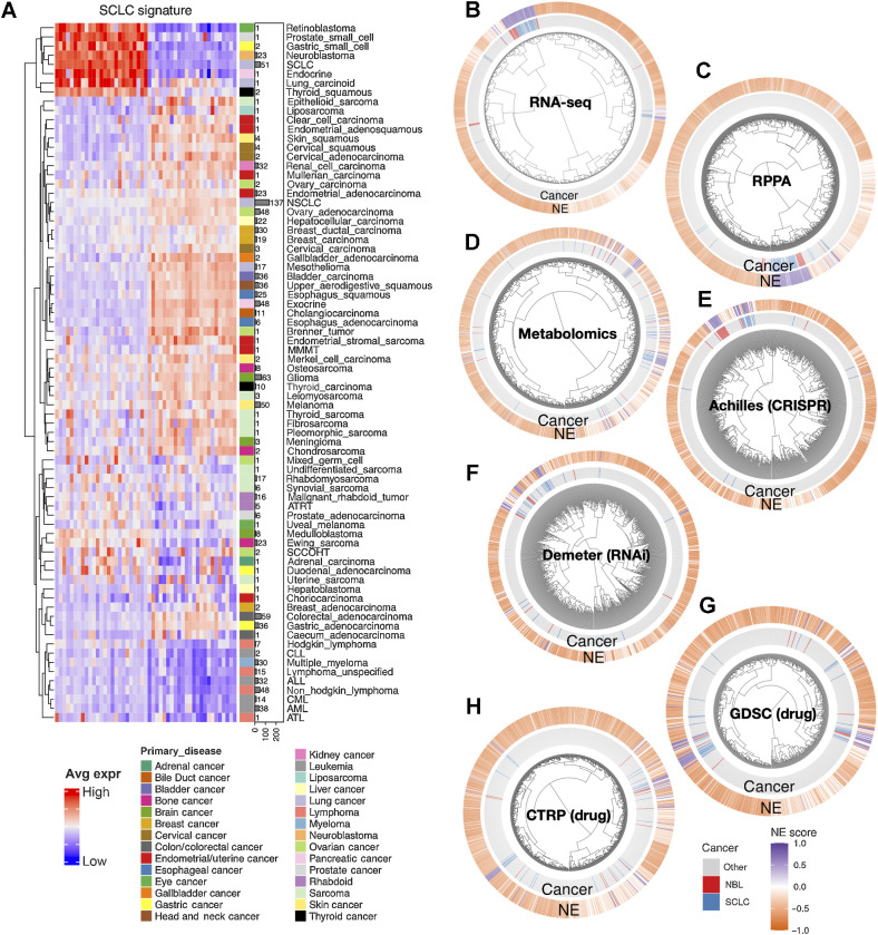 Figure 1. The molecular similarity between neuroblastoma and SCLC. A, SCLC NE signature gene expression across different cancer lineages. The expression of NE (left half) and non-NE (right half) genes were averaged by cancer lineages and plotted as a heat map. The number of cell lines per lineage are visualized as bars plotted right to the heat map. Note that SCLC and neuroblastoma are the two cancer types with the highest number of cell lines in the cluster with high expression of NE genes. B–H, Hierarchical clustering of cell lines by omics and functional screening datasets. The number of cell lines and number of features used for clustering are as follows: 1,165 cell lines by expression of 19,159 genes (B), 897 lines by 214 RPPA features (C), 926 lines by 225 metabolites (D), 688 lines by CRISPR effect score of 509 genes (E), 648 lines by RNAi effect score of 375 genes (F), 624 lines by 208 compounds from GDSC (G), and 794 lines by 168 compounds from CTRP (H). Note the clustering for RNA-seq data was based on the top 10 principal components, RPPA and metabolomics clusterings were based on all available features; dependency and drug clusterings were based on selected consistent features as previously summarized. Each leaf on the dendrogram represents a cell line. The inner rim right outside the dendrogram signifies the cancer lineage and the outer rim indicates the NE score of the cell line.