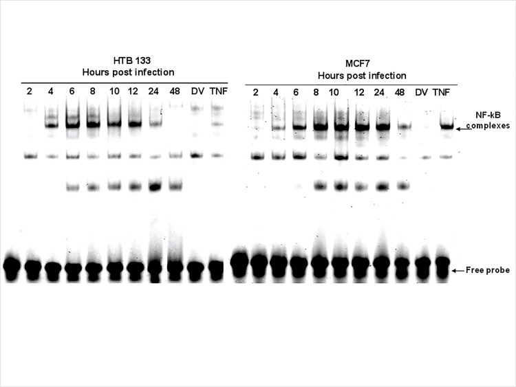 Fig 5