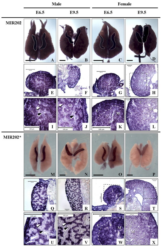 FIG. 4.