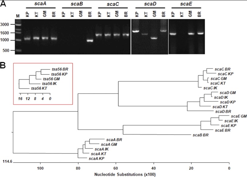 Fig 4