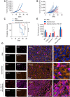 Figure 5. ATG-101 demonstrates in vivo efficacy in MC38 tumor model progressing on anti-PD-L1 treatment, enhancing the antitumor immunity in the TME. A, Representative individual MC38 tumor growth curve. The mice were treated with PBS (black), 10 mg/kg atezolizumab only (red), or mice initially treated with 10 mg/kg atezolizumab and switched to 13 mg/kg ATG-101 upon disease progression (red to blue). Arrow, the day switching atezolizumab to ATG-101. B, Individual tumor growth spaghetti plots of mice treated with PBS (black; n = 6), atezolizumab only (red; n = 14), and atezolizumab to ATG-101 (red-blue; n = 14). C, Survival data of mouse shown in B. ****, P < 0.0001 by log-rank (Mantel–Cox) test. D, Representative images of multiplex IHC staining of tumor samples collected from mouse from B. The tumor slices were stained for CD4 (Th cell; red), CD8 (effector T cell; purple), Foxp3 (Treg; green), and PD-L1 (cancer cells; dark orange). Nucleus was labeled with DAPI (blue). Insets in the merged images are enlarged. Scale bars, 50 μm. E, Quantitative analysis of cell density of infiltrated immune cell in D. Statistical analysis used one-way ANOVA. *, P < 0.05. Means ± SEM are shown. n = 3 in PBS and atezolizumab group; n = 6 in ATG-101 group.