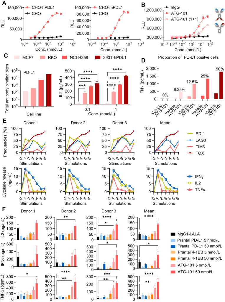 Figure 2. ATG-101 activates 4-1BB signaling upon PD-L1 cross-linking. A and B, The 4-1BB agonistic activity of ATG-101 in NFκB luciferase assay. A, 293T-h41BB-NFκB-Luc cells were incubated with ATG-101 and CHO-hPDL1 (left) or CHO-mPDL1 (right) for 24 hours. Wild-type CHO cells as negative control. B, 4-1BB activation by ATG-101, bivalent PD-L1×4-1BB bsAb [ATG-101(1+1)], or isotype control antibodies in 293T-h41BB-NFκB-Luc cells with the presence of 293T-hPDL1. Tetravalent and bivalent ATG-101 activated 4-1BB signal pathway with EC50 of 5.25 nmol/L and 15.44 nmol/L, respectively. C, Effect of ATG-101 on IL2 release by CD8+ T cells with the presence of PD-L1+ cell lines. PD-L1 densities (total antibody binding sites) on MCF7, RKO, NCI-H358, and 293T-hPDL1 cell surfaces were determined using QIFIKIT (left). All the indicated cells cocultured with CD8+ T cells and ATG-101 for 3 days, and supernatants were harvested for IL2 ELISA to assess T-cell activation (right). D, ATG-101–induced IFNγ release by human primary CD8+ T cells coculturing with varying proportions of PD-L1+ cells. HEK293-PDL1 cells were mixed with parental HEK293 at different proportions. The IFNγ release was detected by ELISA. E, The individual and mean expression pattern of surface markers and cytokine release of CD3+ T cells from three healthy donors through six rounds of CD3/CD28 activation. F, Individual and mean IL2, IFNγ, and TNFα production by T cells after six rounds of activation (from E), in response to ATG-101, parental PD-L1 antibody, parental 4-1BB antibody, or isotype control. In A, C, and D, data representative of three independent experiments. In A, B, C, and F, data are presented as means ± SEM. Statistical analysis used two-way ANOVA in C and one-way ANOVA in F. *, P < 0.05; **, P < 0.01; ***, P < 0.001; ****, P < 0.0001.