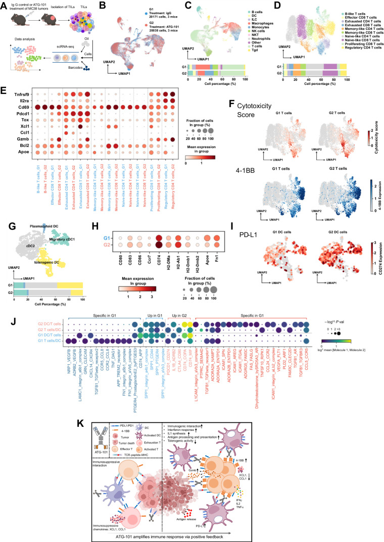 Figure 6. Single-cell transcriptomic analysis of TILs of IgG or ATG-101–treated MC38 tumors. A, Scheme of the study. B, The two-dimensional UMAP embedding plot of all TILs labeled by treatment groups. C, The two-dimensional UMAP embedding plot of 11 identified main cell types in TILs. The relative proportions of each cell type across two different treatment groups are calculated and shown below. D, The two-dimensional UMAP embedding plot of T cells colored by T-cell subtypes. The relative proportions of each subtype across two different treatment groups are calculated and shown below. E, Dot plot of key genes in T-cell subtypes across two treatment groups. F, Scatter plots showing cytotoxicity score and 4-1BB expression of T cells, projecting on the UMAP plot. Cytotoxicity score was calculated on the basis of the expression of Gzma, Gzmb, Gzmk, Prf1, Nkg7, Ifng, and Il2. G, The two-dimensional UMAP embedding plot of DCs colored by DC subtypes. The relative proportions of each subtype across two different treatment groups are calculated and shown below. H, Dot plot of key genes in DC across two treatment groups. I, Scatter plots showing expression of PD-L1 in DCs, projecting on the UMAP plot. J, Dot plots of significant interactions between DC and T cells detected by Cellphone DB. Dark blue, significant interactions specifically detected in G1; light blue, significant interactions detected in both G1 and G2, while expression of interaction pairs decreased in G2; light red, significant interactions detected in both G1 and G2, while expression of interaction pairs increased in G2; dark red, significant interactions specifically detected in G2. K, Predicted mechanism of ATG-101.