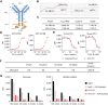 Figure 1. ATG-101 binds to hPD‐L1 and h4-1BB simultaneously. A, Structure of ATG-101 BsAb. ATG-101 employs the IgG(H)-scFv structure, with the Fab arm targeting PD-L1 and the scFv targeting 4-1BB linked to the C-terminus of the FC domain. DS, disulphide bond. B, Binding capability of ATG-101 to hPD-L1/h4-1BB as determined by ForteBio. ATG-101 was immobilized on the biosensor, and the h4-1BB Fc (left) or hPD-L1 Fc (right) protein was injected first to bind ATG-101, whereafter hPD-L1 Fc (left) or h4-1BB Fc (right) protein was injected to bind. IgG-Fc was used as negative control. C, Kinetics parameter of binding affinity of ATG-101 to hPD-L1/h4-1BB. Kon, association rate constant; Koff, dissociation rate constant; Kd, dissociation constant, Kd = Koff/Kon. D, Binding of ATG-101 to 293T-hPDL1 (left) or 293T-h41BB (right). E, Blockade of the binding of biotinylated PD-1 protein to PD-L1 over expressed HEK293T cells by ATG-101 or parental PDL1 Ab. In D and E, n = 3, data representative of three independent experiments. F, Summary of binding affinity of ATG-101 to Fcγ receptor and FcRn as determined by ForteBio. ND, not detected. G, Binding of ATG-101 and human IgG1 control antibody to human monocytes and NK92MI-FcγRIIIA cells detected by flow cytometry. Representative of n = 3.