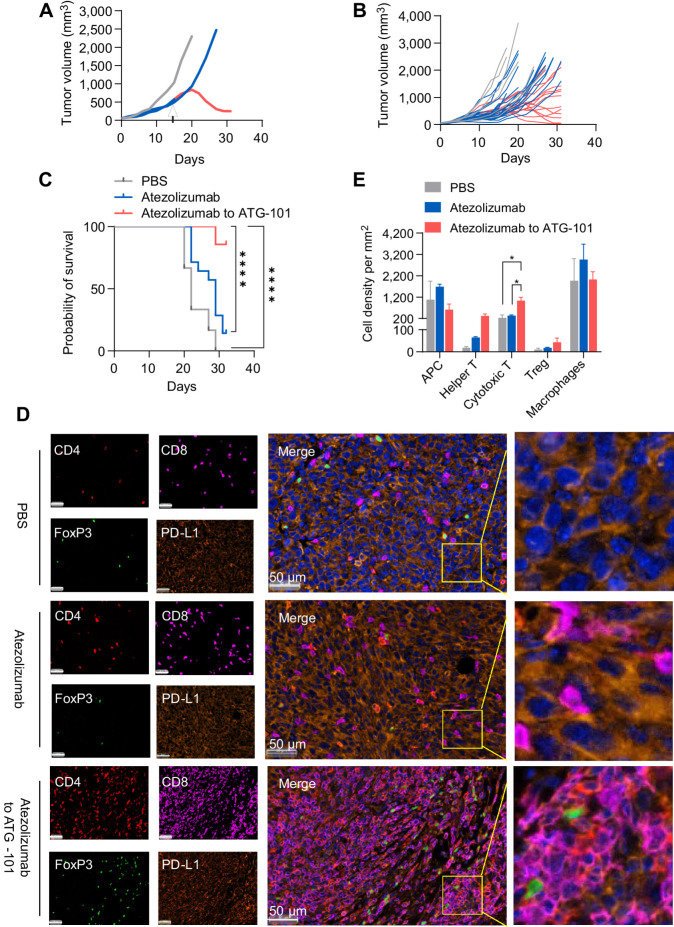 Figure 5. ATG-101 demonstrates in vivo efficacy in MC38 tumor model progressing on anti-PD-L1 treatment, enhancing the antitumor immunity in the TME. A, Representative individual MC38 tumor growth curve. The mice were treated with PBS (black), 10 mg/kg atezolizumab only (red), or mice initially treated with 10 mg/kg atezolizumab and switched to 13 mg/kg ATG-101 upon disease progression (red to blue). Arrow, the day switching atezolizumab to ATG-101. B, Individual tumor growth spaghetti plots of mice treated with PBS (black; n = 6), atezolizumab only (red; n = 14), and atezolizumab to ATG-101 (red-blue; n = 14). C, Survival data of mouse shown in B. ****, P < 0.0001 by log-rank (Mantel–Cox) test. D, Representative images of multiplex IHC staining of tumor samples collected from mouse from B. The tumor slices were stained for CD4 (Th cell; red), CD8 (effector T cell; purple), Foxp3 (Treg; green), and PD-L1 (cancer cells; dark orange). Nucleus was labeled with DAPI (blue). Insets in the merged images are enlarged. Scale bars, 50 μm. E, Quantitative analysis of cell density of infiltrated immune cell in D. Statistical analysis used one-way ANOVA. *, P < 0.05. Means ± SEM are shown. n = 3 in PBS and atezolizumab group; n = 6 in ATG-101 group.