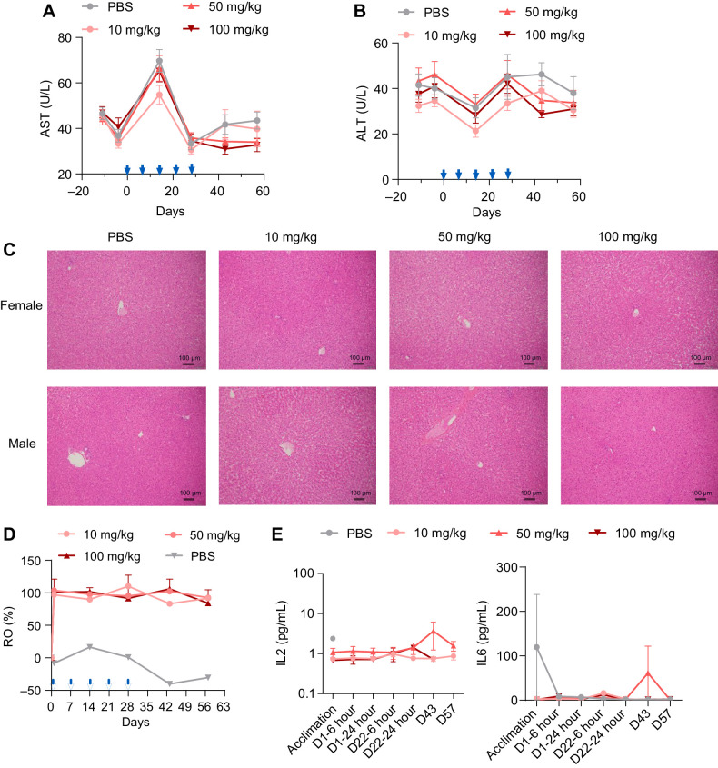 Figure 7. ATG-101 demonstrated good safety profile. A and B, Mean serum concentrations of AST (A) and ALT (B) of cynomolgus monkeys over the study period at the indicated doses. C, Representative images of hematoxylin and eosin staining of liver tissue collected from the animals in the study. D, PD-L1 RO on CD3+ T cells over the study period at the indicated doses. AF647-labeled parental anti-PD-L1 antibody was employed to assist in the measurement of the ratio of free receptor. Median is shown in the figure (n = 10 per group, 5 female mice and 5 male mice.). E, Concentrations of IL2 and IL6 of cynomolgus monkeys in the study over the study period at the indicated doses. Means ± SEM are shown.