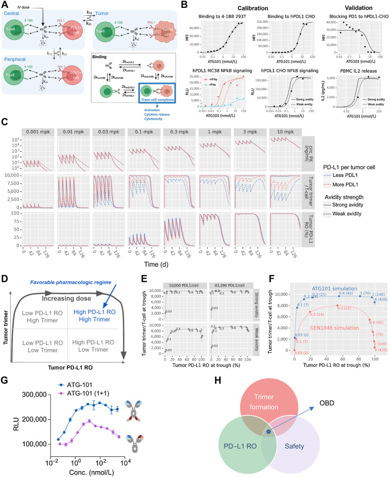 Figure 8. Semimechanistic pharmacology model of ATG-101. A, In vitro model diagram. The model has three compartments: a central compartment, representing the circulation; a tumor compartment; and a peripheral compartment, representing other tissues into which the drug distributes. Drug binds to either receptor initially, then cross-link to the other. Trans-cell complexes (i.e., trimers) are assumed to drive the pharmacologic activity of ATG-101. B, In vitro model calibration and validation. Two cross-linking rates (“strong avidity” and “weak avidity” lines) were calibrated to capture the uncertainty in the parameter (calibration; left). The model was validated with PD-1/PD-L1 blocking assays (validation; right). Lines show model predictions and points show data values for CHO cells expressing hPD-L1 and mPD-L1. C, In vivo human solid tumor model predictions. The in vivo human solid tumor patient model was used to simulate five doses administered every 3 weeks at levels from 0.001 to 10 mg/kg and predict circulating free drug levels, tumor trimer formation, and tumor PD-L1 RO over time. The cross-linking rate and PD-L1 per tumor cell were varied to include the effects of parameter uncertainty and variability in the predictions. D–F, Human model simulated trimer versus PD-L1 RO. D, Schematic representing the pharmacologic regimes between trimer formation and RO of PD-L1. E, Simulations of trimer formation versus PD-L1 RO in high versus low PD-L1 density and high versus low cross-linking avidity for ATG-101 at once every 3 weeks. F, As in the previous panel, the x-axis indicates the tumor cell PD-L1 RO at trough. The y-axis indicates the number of trimers per tumor-infiltrating T cell at trough. Points indicate select doses, with text indicating the dose level in mg/kg outside the parentheses and mg inside the parentheses. Panels indicate the dosing frequency. G, NFκB signaling assays of tetravalent ATG-101 and bivalent ATG-101 in 4-1BB activation. H, Schematic outlining the features of the optimal dose of ATG-101. There is a “sweet spot” between trimer formulation, PD-L1 RO, and BsAb safety. OBD, optimal biological dose.