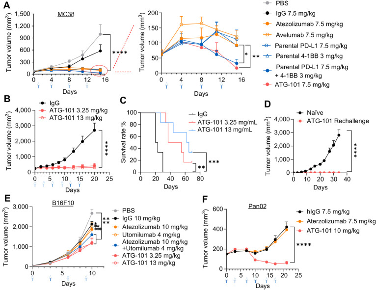 Figure 3. ATG-101 shows antitumor efficacy in vivo. A–D, MC38 colon cancer xenograft model on h4-1BB KI mice (C57BL/6). A, When the TV reached about 60 mm3 (day 0), the mice were treated with indicated antibody twice a week for 2 weeks (n = 5 for PBS; n = 6 for the others). B and C, In another MC38 xenograft model, when the TV reached about 239 mm3, the mice were grouped and treated with indicated antibody twice a week for 2 weeks (n = 5 for PBS; n = 6 for the other groups). Growth curves of MC38 tumor (B) and Kaplan–Meier survival plot of mice (C). D, Tumor-free mice from B were rechallenged with MC38. ATG-101 cured (n = 2) or naïve mice (n = 3). E, and F, B16F10 melanoma model or Pan02 pancreatic tumor model on h4-1BB KI mice. The mice were intraperitoneally injected with tested articles once every 3 days (n = 8). In A, B, D, E, and F, means ± SEM are shown. Statistical analysis used two-way ANOVA for tumor growth comparison and log-rank test (Mantel–Cox) for survival analysis. *, P < 0.05; **, P < 0.01; ***, P < 0.001; ****, P < 0.0001. In the tumor growth curves, only P values on the last day were shown except for B16F10 whose P value on day 10 is shown.