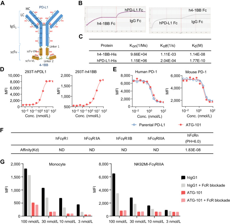 Figure 1. ATG-101 binds to hPD‐L1 and h4-1BB simultaneously. A, Structure of ATG-101 BsAb. ATG-101 employs the IgG(H)-scFv structure, with the Fab arm targeting PD-L1 and the scFv targeting 4-1BB linked to the C-terminus of the FC domain. DS, disulphide bond. B, Binding capability of ATG-101 to hPD-L1/h4-1BB as determined by ForteBio. ATG-101 was immobilized on the biosensor, and the h4-1BB Fc (left) or hPD-L1 Fc (right) protein was injected first to bind ATG-101, whereafter hPD-L1 Fc (left) or h4-1BB Fc (right) protein was injected to bind. IgG-Fc was used as negative control. C, Kinetics parameter of binding affinity of ATG-101 to hPD-L1/h4-1BB. Kon, association rate constant; Koff, dissociation rate constant; Kd, dissociation constant, Kd = Koff/Kon. D, Binding of ATG-101 to 293T-hPDL1 (left) or 293T-h41BB (right). E, Blockade of the binding of biotinylated PD-1 protein to PD-L1 over expressed HEK293T cells by ATG-101 or parental PDL1 Ab. In D and E, n = 3, data representative of three independent experiments. F, Summary of binding affinity of ATG-101 to Fcγ receptor and FcRn as determined by ForteBio. ND, not detected. G, Binding of ATG-101 and human IgG1 control antibody to human monocytes and NK92MI-FcγRIIIA cells detected by flow cytometry. Representative of n = 3.