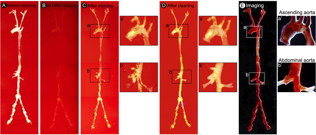 Figure 3.