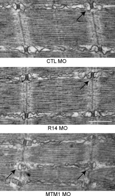 Figure 5.