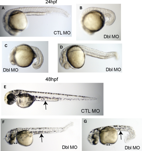 Figure 6.