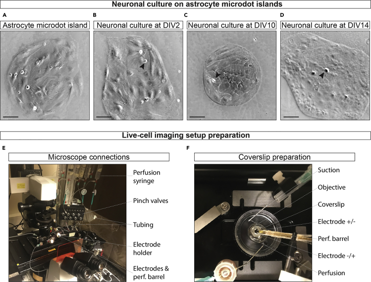 Figure 1