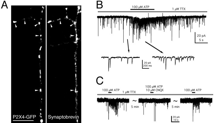 Fig. 7.