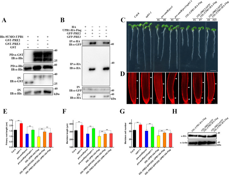 Fig 7