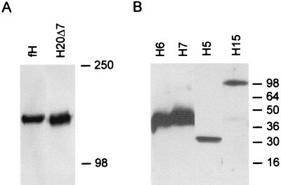 FIG. 1