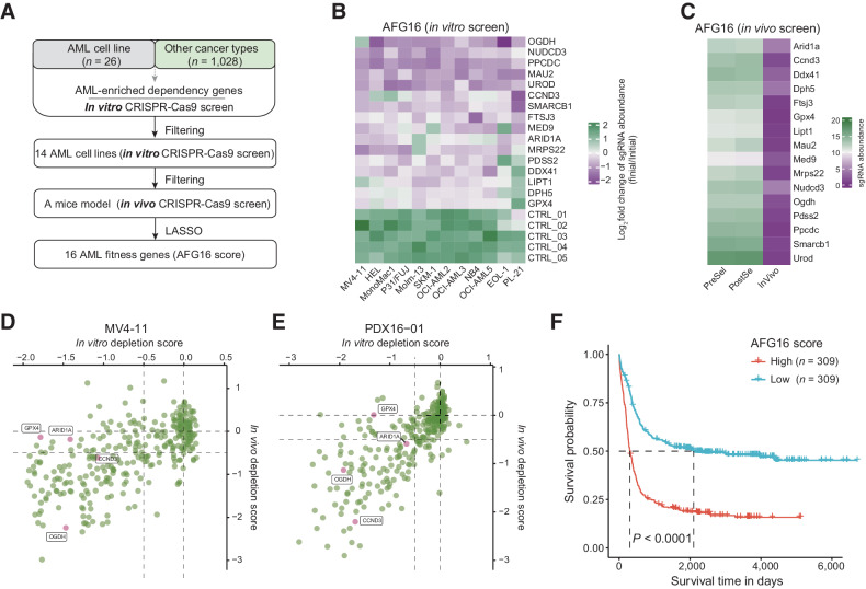 Figure 1. Analysis of genome-wide CRISPR-Cas9 knockout screens identify an optimal 16-gene prognostic signature. A, Flowchart for the identification of AML-specific fitness genes and development of the 16-gene AML fitness (AFG16) signature. B, Heatmap showing the fold change of normalized read counts of sgRNAs targeting AFG16 signature genes across 12 AML cells transfected with the CRISPR-cas9/sgRNA library before and after population doublings. Of note, sgRNA raw counts for only 12 of 14 human AML cell lines were available and used for visualization. C, Heatmap showing impact on the AFG16 signature genes PreSel, PostSel and in vivo. PreSel, PostSel, and InVivo represented preselection, postselection, and in vivo samples, respectively, as previously defined in the in vivo screen strategy (31). D and E, Scatter plots showing the in vitro and in vivo depletion scores of four out of the 16 signature genes GPX4, ARID1A, CCND3, and OGDH at a gene level in two AML models. Data points representing the median value of all targeting sgRNAs on each gene. F, Kaplan–Meier estimates of overall survival (OS) according to the AFG16 score in the HOVON cohort.