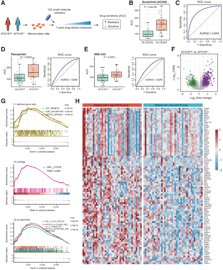 Figure 6. Ex vivo drug sensitivity landscape of AFG16high and AFG16low AML. A, Schematic diagram for analyzing ex vivo drug sensitivity data in AML. The freshly isolated mononuclear cells from patients were exposed to 122 small-molecule inhibitors with 7-point drug dilution treatment, respectively. The drug sensitivity of these patient-derived cells was further determined. B, Boxplot showing treatment response between samples of FLT3-ITD and FLT3 wild-type (WT) AML patients against quizartinib (AC220). C, The ROC curve indicates the significance of the quizartinib effect on cells isolated from FLT3-ITD and FLT3-WT patient samples. D and E, Boxplot and ROC curve showing treatment response between samples of AFG16high and AFG16low patients against flavopiridol (D) and SNS-032 (E). F, Volcano plot of differentially expressed genes between the AFG16high and AFG16low patients. Significant genes were determined using the threshold of |log2(fold change) | ≥ 1 and FDR < 0.05. G, GSEA showing upregulation of cell-cycle signaling in AFG16high patients. H, Heatmap showing the expression level of the cell-cycle signaling genes with core enrichment from the GSEA.