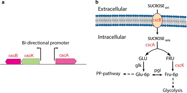 Fig. 1