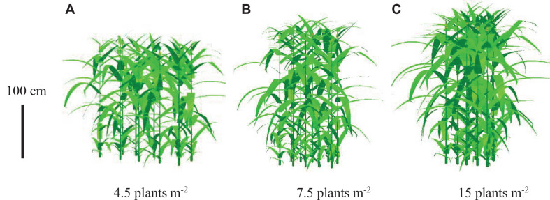 FIGURE 4