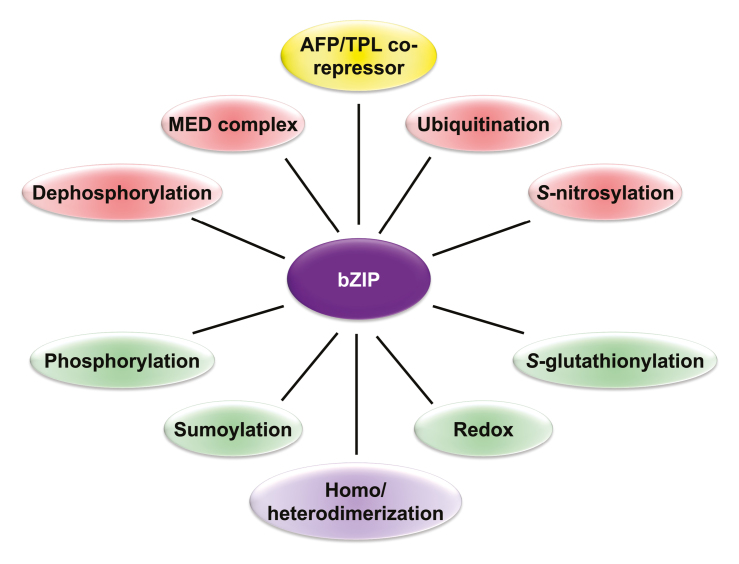 Box 2. Postulated bZIP interactome based on the posttranslational protein modifications.