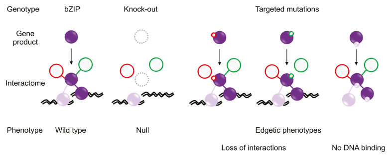 Box 1. Representation of the advantages of using edgetic alleles in the study of the bZIP signaling network.