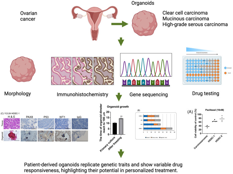 Graphical Abstract