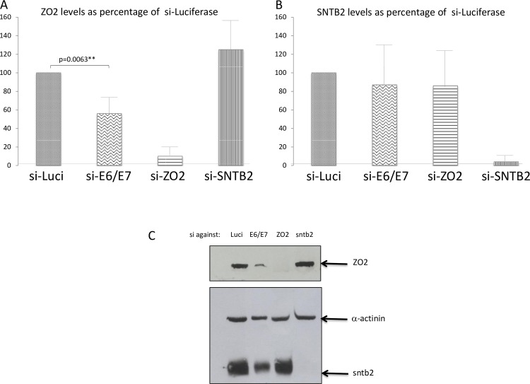 Fig 10