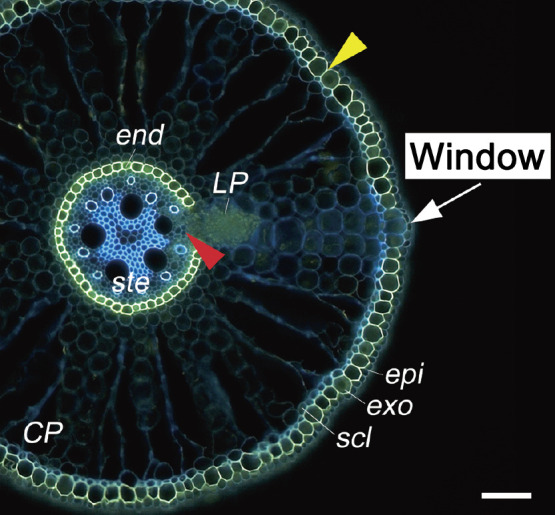 Fig. 3.