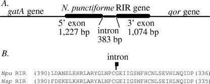 FIG. 1.