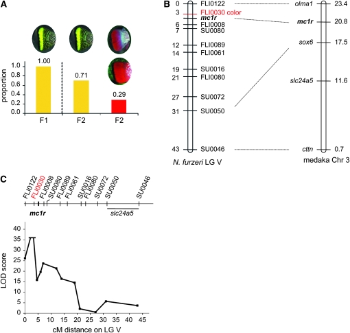 Figure 3.—