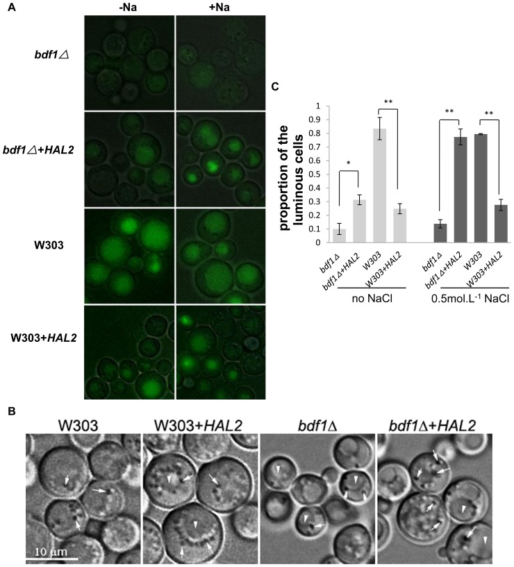 Figure 7