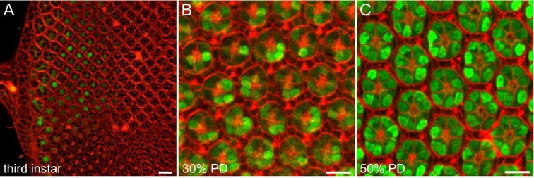 Fig. 2.