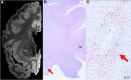 <b>FIG. 4.</b>