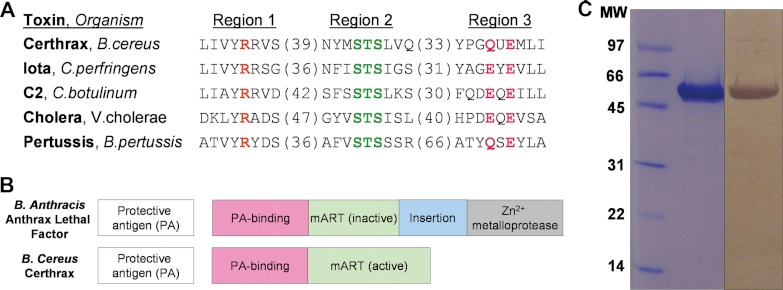 FIGURE 1.