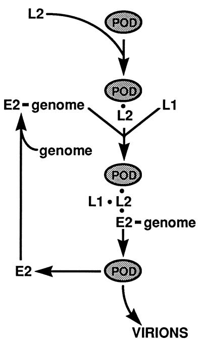 FIG. 7