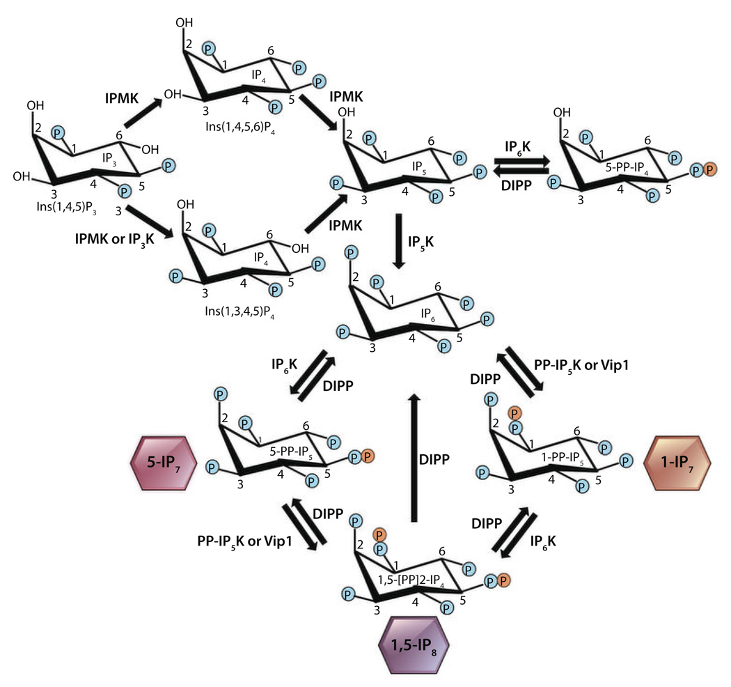 Fig. 1