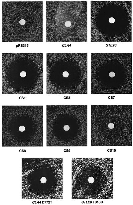 FIG. 3.