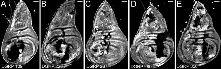 Fig 5