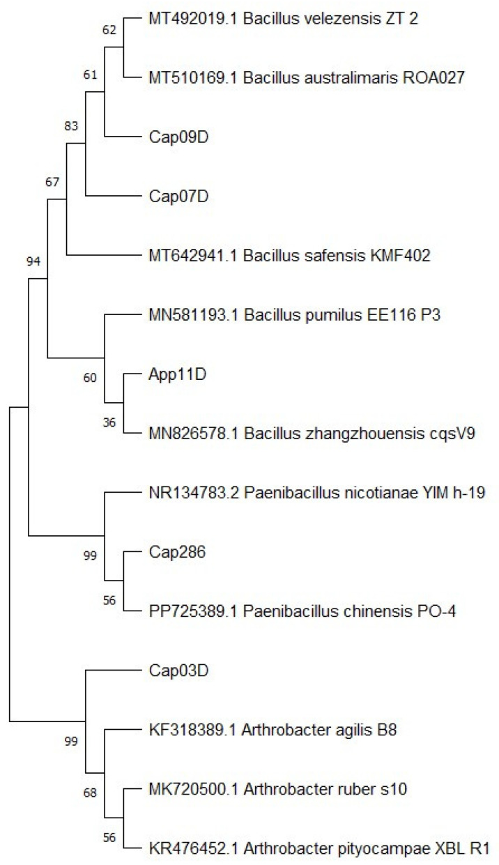 Figure 1