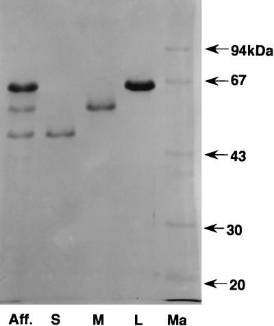 FIG. 3