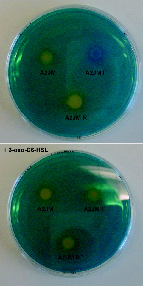 FIG. 2.