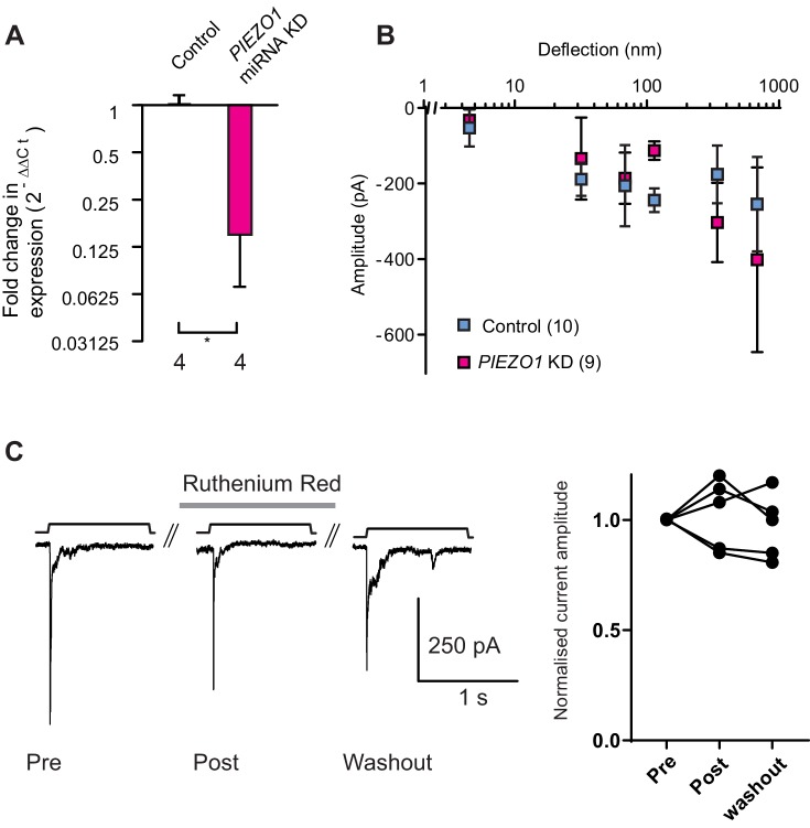 Figure 1—figure supplement 2.