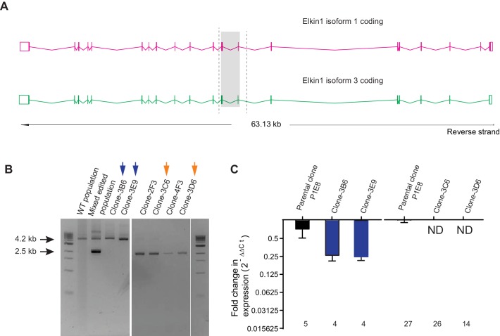 Figure 5—figure supplement 1.