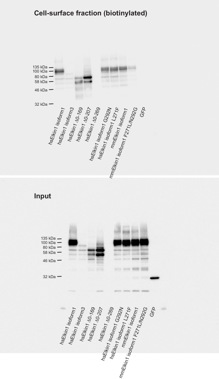 Figure 4—figure supplement 2.