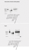 Figure 4—figure supplement 2.